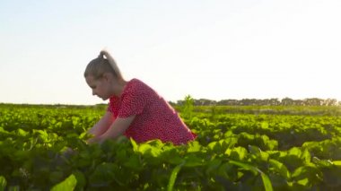 Genç kız çilek toplama alanı günbatımında