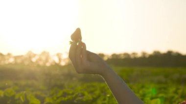 Erkek tutun çilek gün batımı arka plan