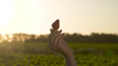 Kadın elini tut kırmızı tatlı çilek gün batımı arka plan