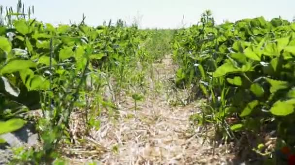 Rangées vertes de fraisiers au champ — Video