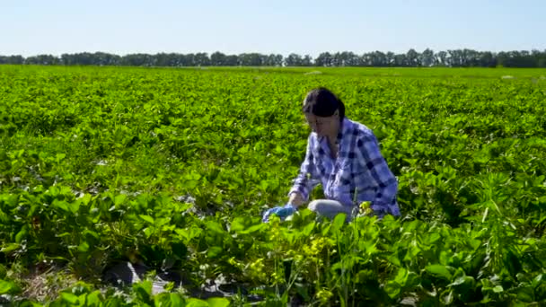 Mladá dívka sběrem jahod na plantáži — Stock video