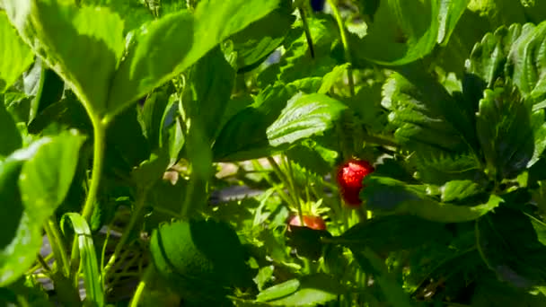 딸기를 수집 하는 여자 — 비디오
