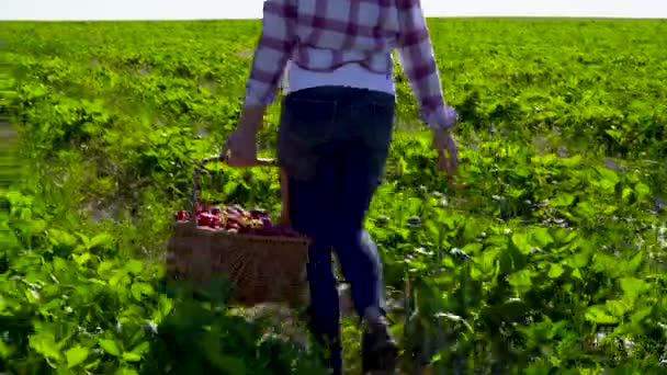 Jong meisje houdt rieten mand in de hand wandelen onder rijen van aardbei struiken — Stockvideo