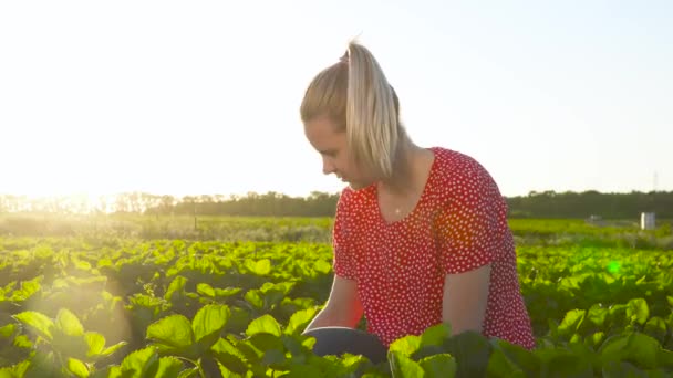 Mladá dívka sběrem jahod při západu slunce na plantáži — Stock video