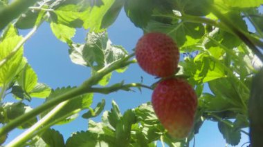 Kız çilek bush üzerinden gözyaşı