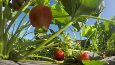 Kadın bush dan çilek gözyaşı
