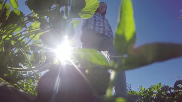 Vrouwelijke plukken aardbeien uit bush — Stockvideo