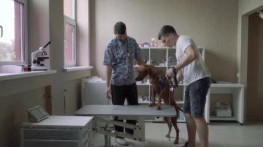 Adam ile bir köpek tasmalı bir Veteriner Kliniği