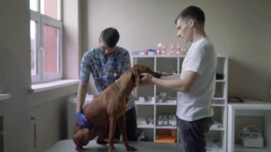 Adam bir hayvan hastalıklarıyla ilgili klinik üzerinde bir köpek ile