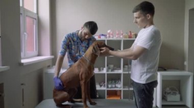 Köpek hayvan hastalıklarıyla ilgili klinik tabloda oturur