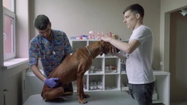 Profesyonel veteriner bir köpeğin göbek inceliyor
