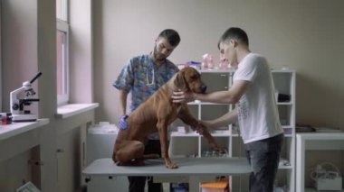Bir köpeğin göbek veteriner inceliyor