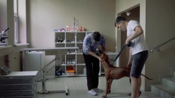 O cão se alegra e salta na clínica veterinária — Vídeo de Stock