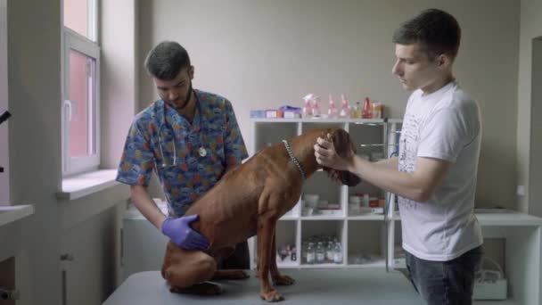 Veterinären undersöker magen på en hund — Stockvideo