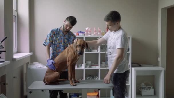 Guy with a dog on in a veterinary clinic — Stock Video