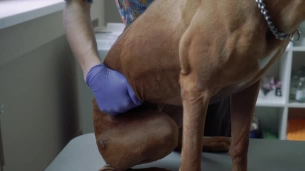 Veterinární lékař zkoumá břicho psa — Stock video