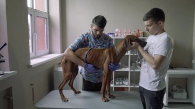 Hayvan hastalıklarıyla ilgili bir köpek için bir stetoskop dinler.