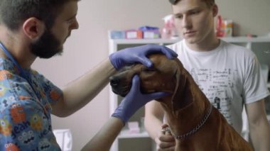 Bir köpeğin gözleri kontrol veteriner