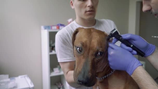 Красивый ветеринар проверяет уши собаки — стоковое видео