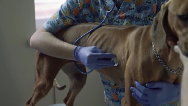 Досвідчені ветеринари слухають зі стетоскопом собаку — стокове відео