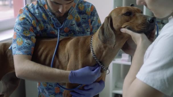 Guapo veterinario escucha con un estetoscopio al corazón de un perro — Vídeos de Stock