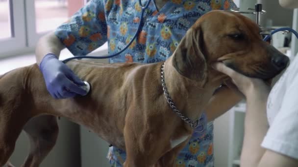 Veterinário bonito escuta com um estetoscópio um cão — Vídeo de Stock