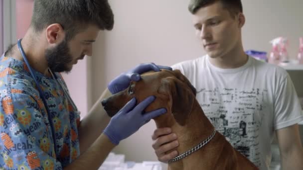 Veterinaria examina los ojos de un perro pura sangre — Vídeo de stock