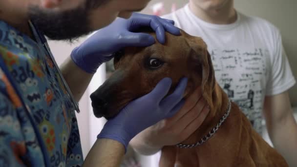 Veterinarian examines the eyes of a dog in vet clinic — Stock Video