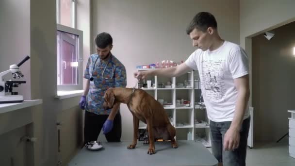 Hund bei einer Untersuchung in einer Tierklinik — Stockvideo