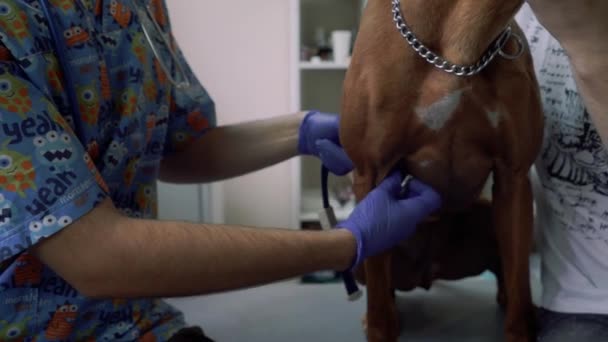 Veterinaria pellizca la pata del perro con un torniquete — Vídeos de Stock