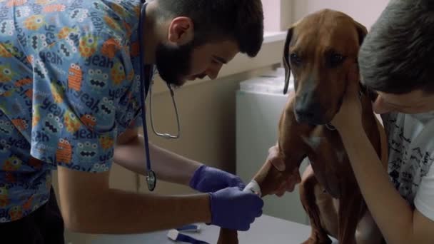 Vet cola a pata de um cão com fita adesiva — Vídeo de Stock