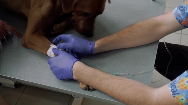 O veterinário coloca o cateter no cão, que está na mesa. — Vídeo de Stock