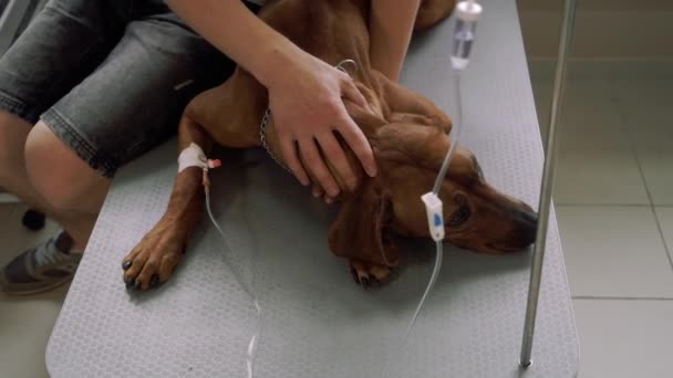 Dog with a catheter lies in a veterinary clinic — Stock Video