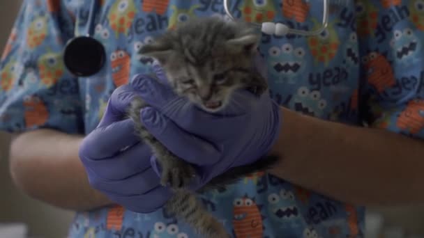 Veterinarian memegang anak kucing kecil dalam pelukannya — Stok Video