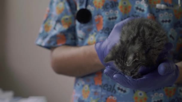 Вет держит маленького котенка на руках — стоковое видео