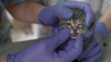 Birlikte küçük bir yavru kedi iki veterinarians incelemek