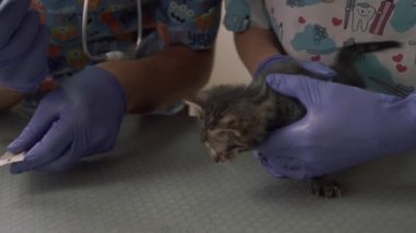 Bir yavru kedi gözleri ile tıbbi merhem yağlama