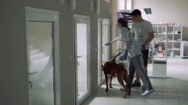 Kız veteriner için bir köpek hayvan revirde bir yer gösterir
