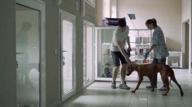 Yakışıklı adam içine belgili tanımlık kutu için hayvan revirde köpeği girdi