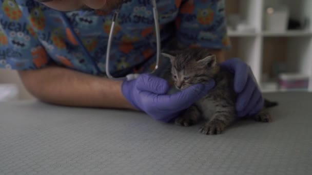 Veterinären undersöker ögonen på kattungen — Stockvideo