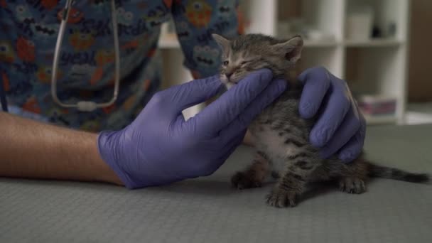 Dierenarts onderzoekt de monding van een kleine kitten — Stockvideo