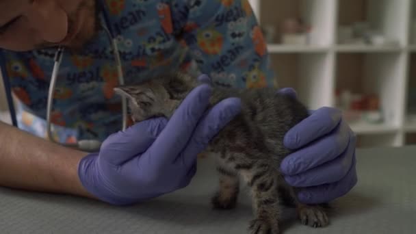 Професійний ветеринар оглядає морду маленького кошеняти — стокове відео