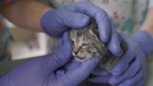 Two professional veterinarians inspect a small kitten in a veterinary clinic — Stock Video