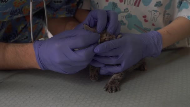 Oog reiniging voor een kleine katje in een veterinaire kliniek — Stockvideo