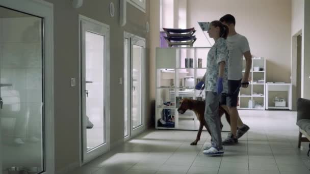 Красивая девушка сопровождает парня с собакой в лазарет для животных — стоковое видео