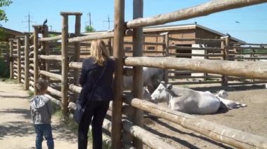 Güzel oğlu ve diğer büyük kuş kafesi inekler hayvanat bahçesinde ile yakın durmak