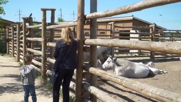 Piękne, inne i syn stanąć w pobliżu woliera z krów w zoo — Wideo stockowe