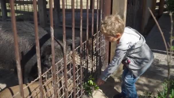 Junge füttert Wildschweine im Zoo — Stockvideo