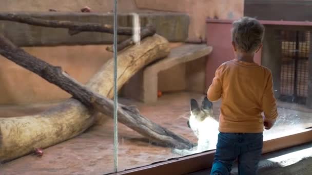 Kleiner Junge schaut sich Hyänen im Zoo an — Stockvideo