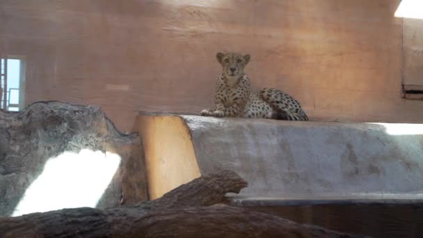 Léopard se repose dans le zoo — Video
